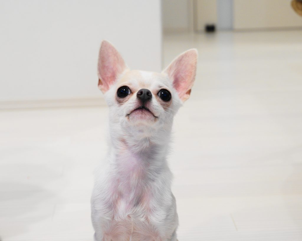 シート 犬 食べる トイレ